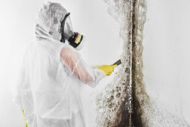 Why You Should Choose Our Mold Remediation Services in Alburtis, PA